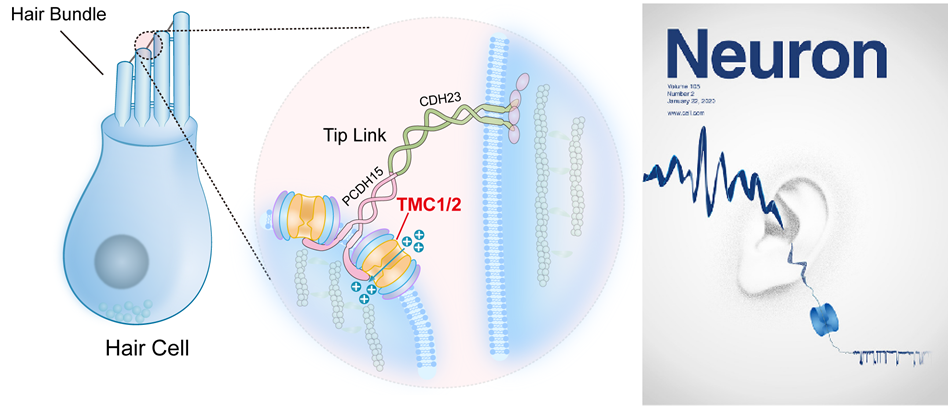 Neuron cover article