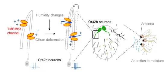 Drosophila humidity response research