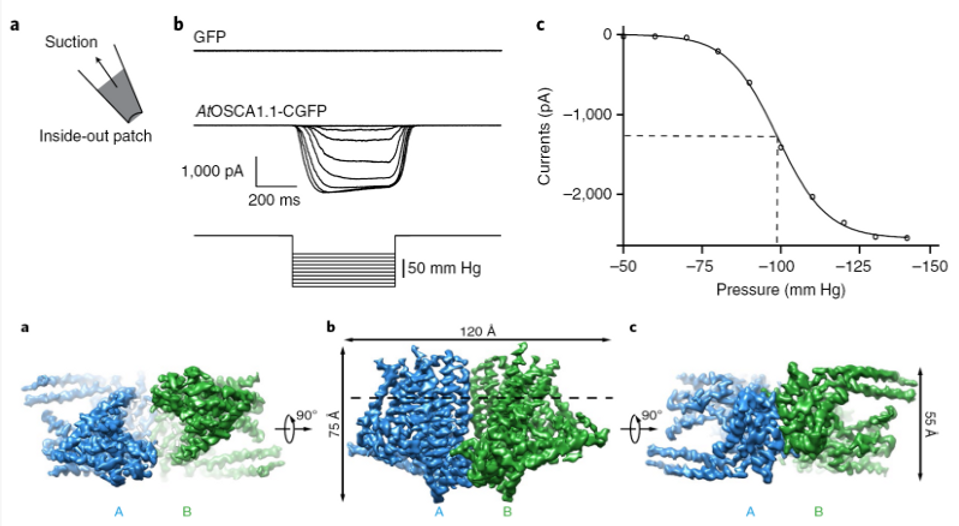 OSCA channels structure
