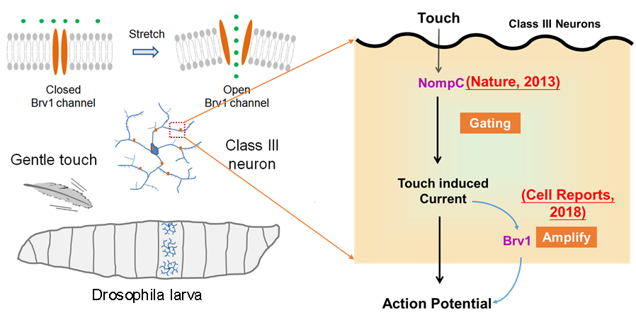 Brv1 research in Drosophila larvae