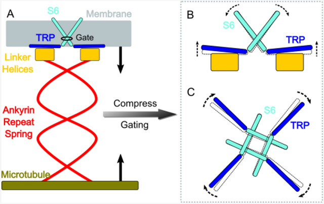 NompC research collaboration