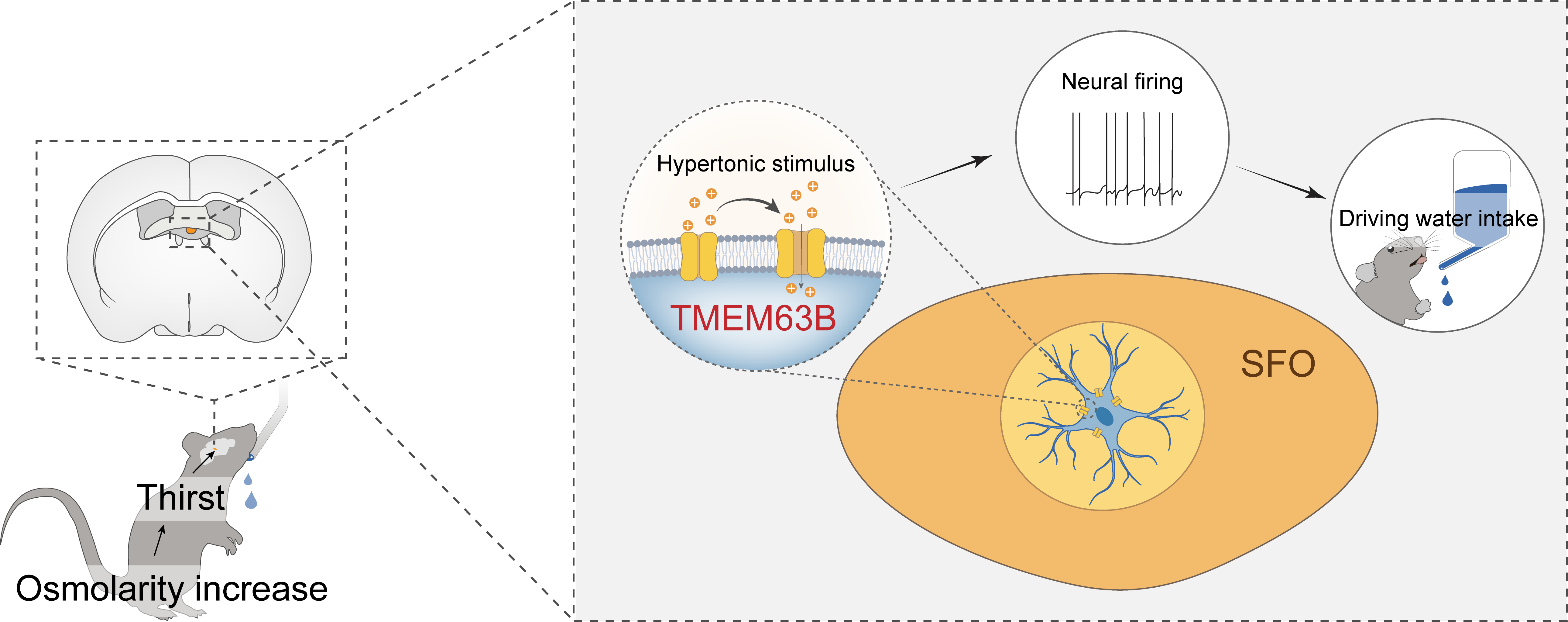 TMEM63B research on thirst